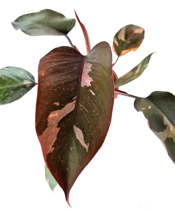 Folhagem Philodendron Pink Princess