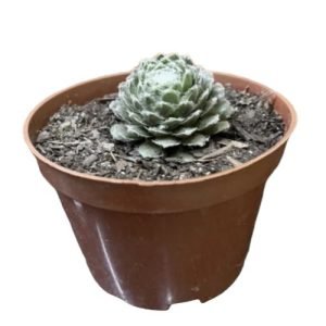 Suculenta Sempervivum Arachnoideum