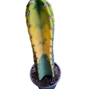 Cacto Brasileirinho (Mandacaru Variegata) 50cm- sem raiz