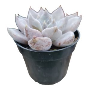 Suculenta Echeveria Beverly