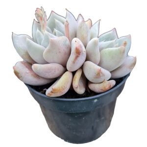 Suculenta Echeveria Beverley Duas Rosetas