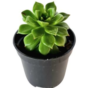 Suculenta Echeveria Letizia- Pote 6