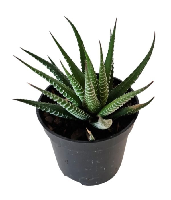 Suculenta Haworthia Rabo de tatu