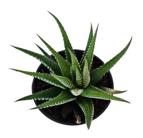 Suculenta Haworthia Rabo de tatu - Image 2