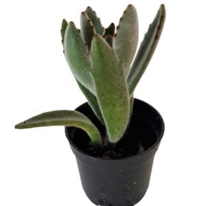 Suculenta Kalanchoe Tomentosa Pote 6