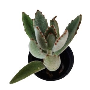Suculenta Kalanchoe Tomentosa Pote 6