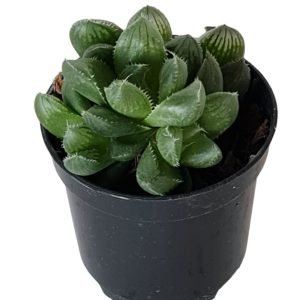 Suculenta Haworthia – Pote 6