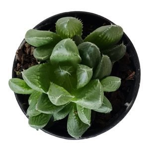Suculenta Haworthia – Pote 6