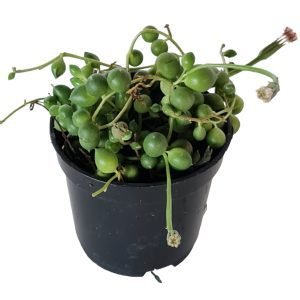 Suculenta Colar de Pérolas – Pote 6
