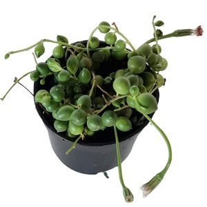 Suculenta Colar de Pérolas – Pote 6