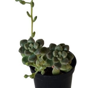 Suculenta Graptopetalum Mendozae Pote 6