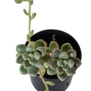 Suculenta Graptopetalum Mendozae Pote 6