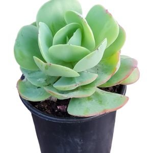 Suculenta Mandala Citrus (Momoka) Pote 13