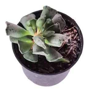 Suculenta Pata de Sapo – Pote 6