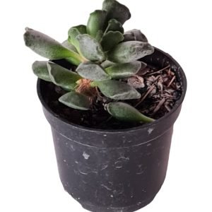 Suculenta Pata de Sapo – Pote 6