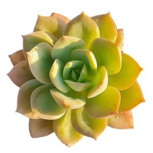 Suculenta Echeveria Antiqua