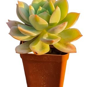 Suculenta Echeveria Antiqua