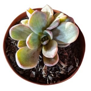 Suculenta Echeveria Bersek