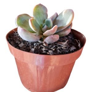 Suculenta Echeveria Bersek