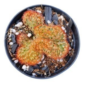 Cacto Mammillaria Elongata Rubra Cristata