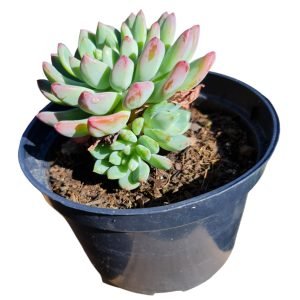 Suculenta Sedeveria Blue Apple