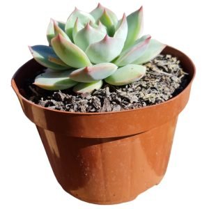 Suculenta Echeveria Pink tips