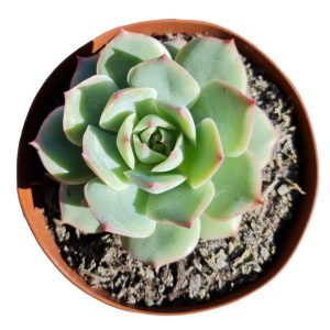 Suculenta Echeveria Pink tips