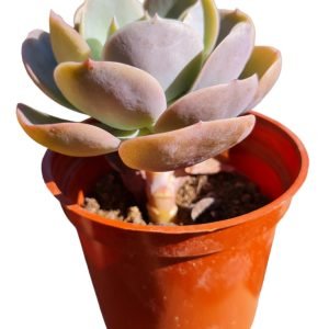 Suculenta Echeveria Juliana