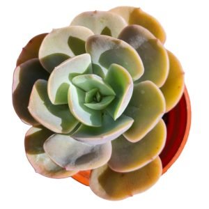 Suculenta Echeveria Juliana