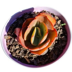 Suculenta Echeveria Suyon