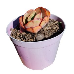 Suculenta Echeveria Suyon