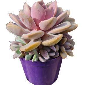 Suculenta Graptoveria Debbie