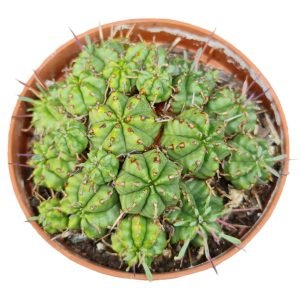 Euphorbia (Colônia)