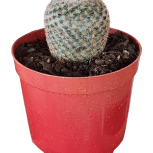 Cacto Mammillaria