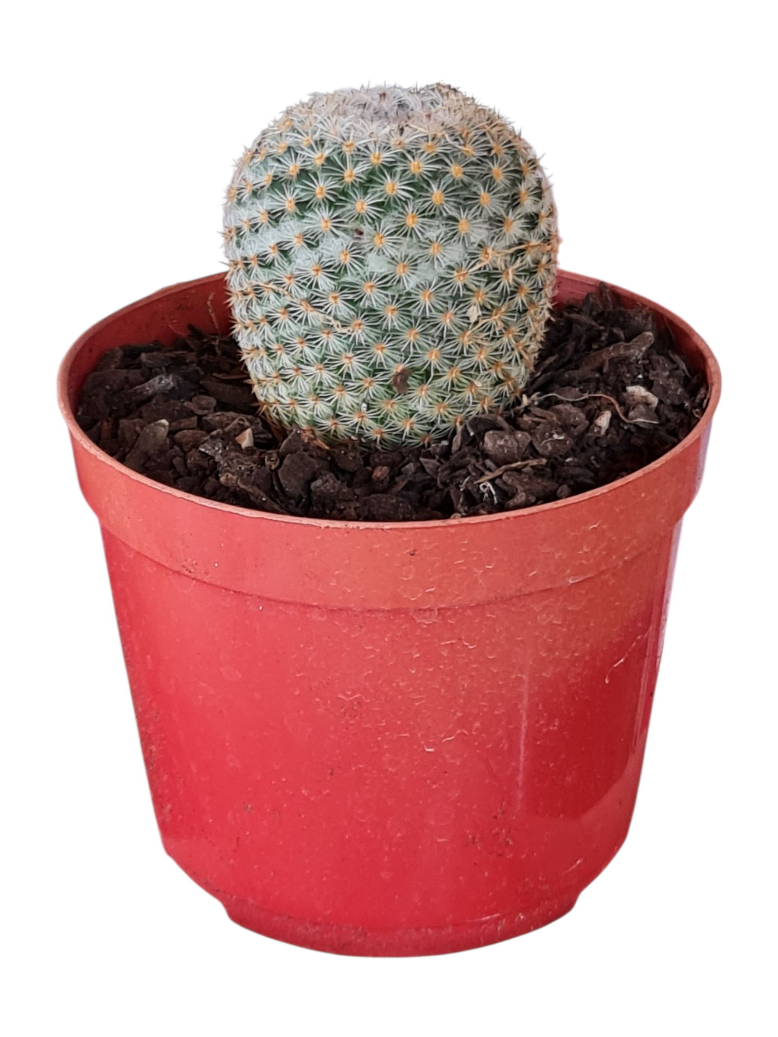 Cacto Mammillaria 1 1000877583