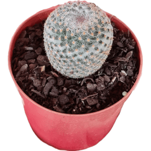 Cacto Mammillaria
