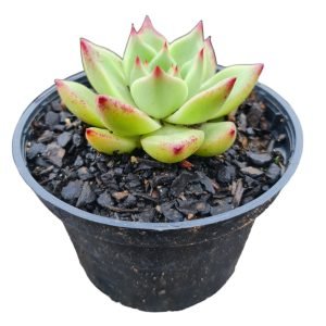 Suculenta Agavoide Honey Pink