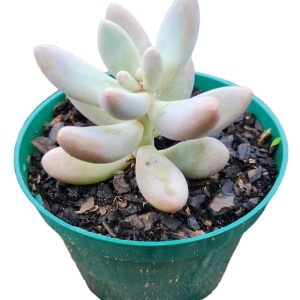 Suculenta Pachyphytum Rzedowskii