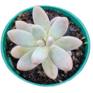 Suculenta Pachyphytum Rzedowskii