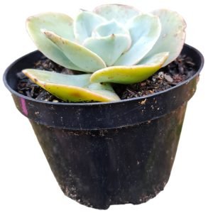 Suculenta Gibbiflora Echeveria Rosa de Jade