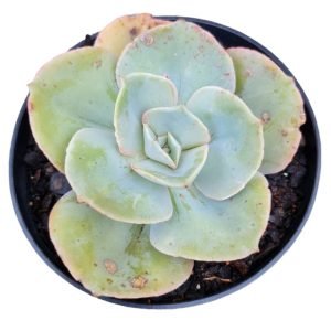 Suculenta Gibbiflora Echeveria Rosa de Jade