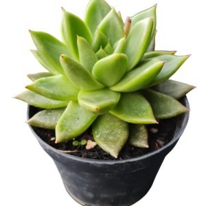 Suculenta Agavoide Contepec