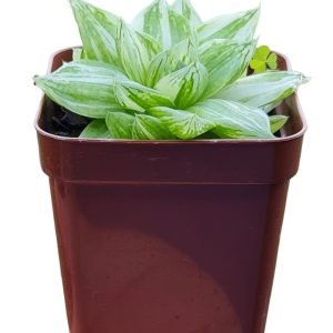 Suculenta Haworthia Cymbiformes Variegata