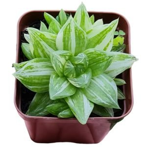 Suculenta Haworthia Cymbiformes Variegata
