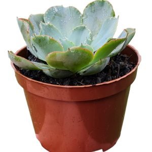Suculenta Híbrida Echeveria Camisole