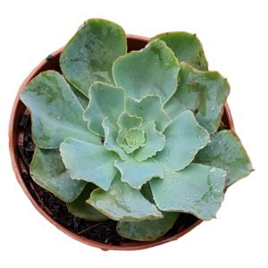 Suculenta Híbrida Echeveria Camisole