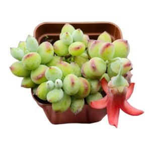 Suculenta Cotyledon Pendens (Adaptada e florindo)