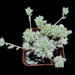 Suculenta Echeveria Prolifica Variegata Colônia