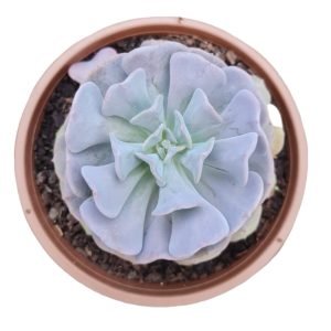 Suculenta Echeveria Cubic Frost – Cuia 21