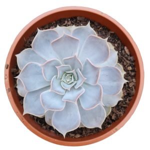 Suculenta Echeveria Lilacina – Cuia 21